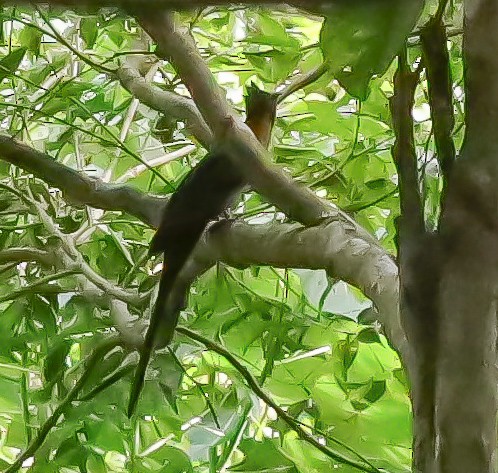 冠郭公 - ML647269535