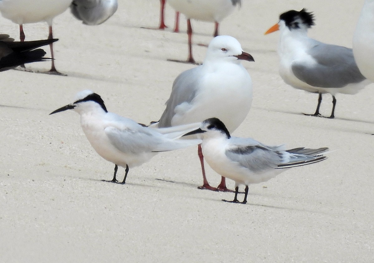 蒼燕鷗 - ML647269536