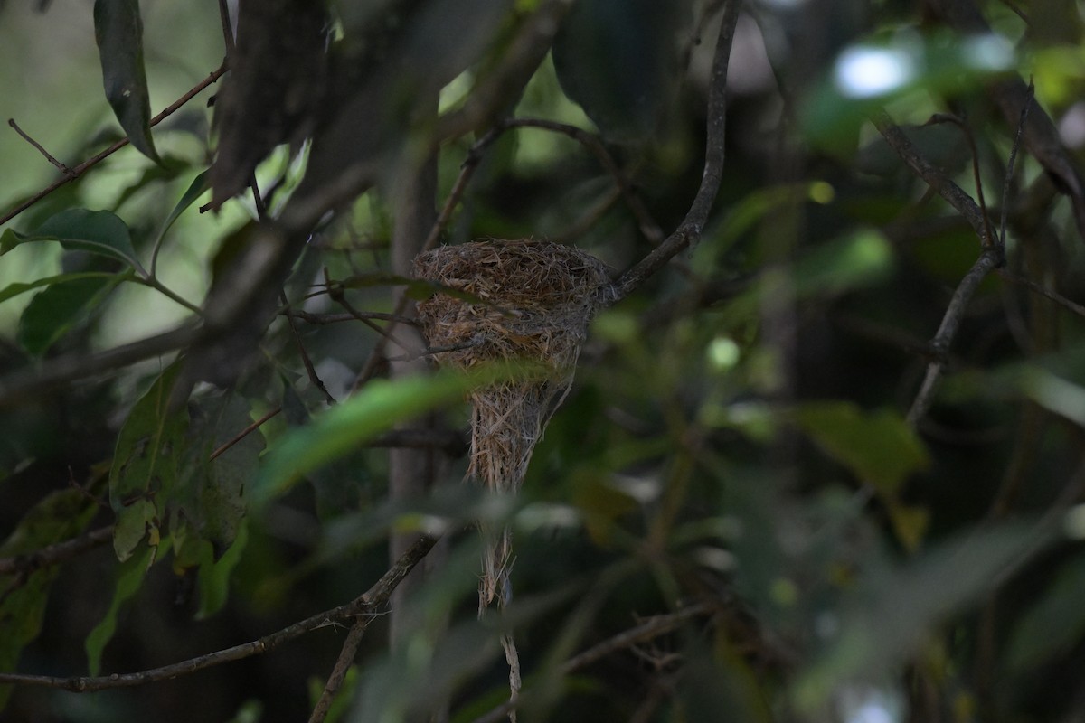 Australian Rufous Fantail - ML647269537