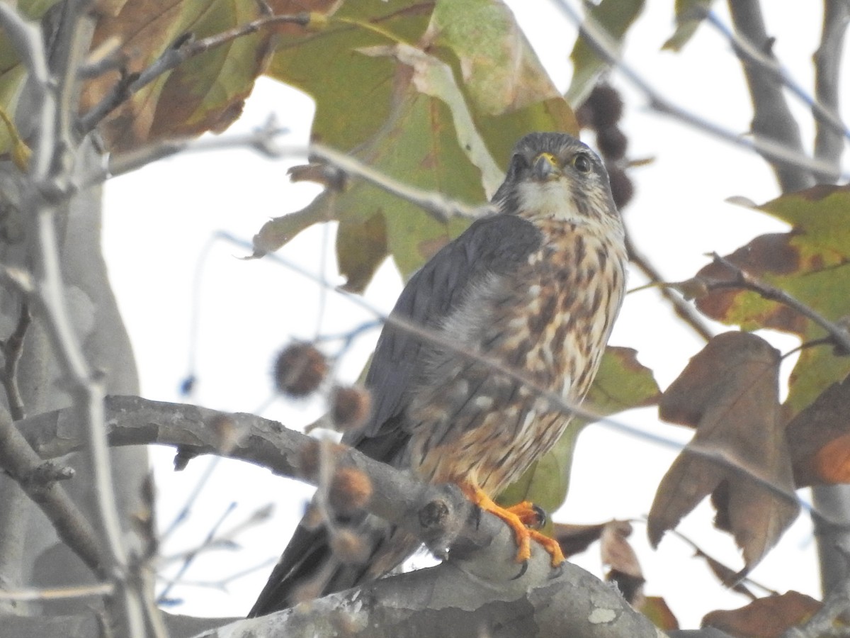 灰背隼 - ML647269538