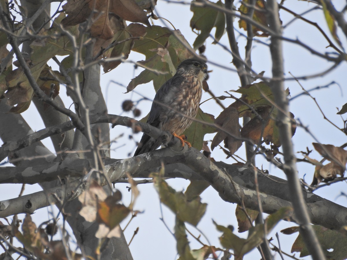 灰背隼 - ML647269539