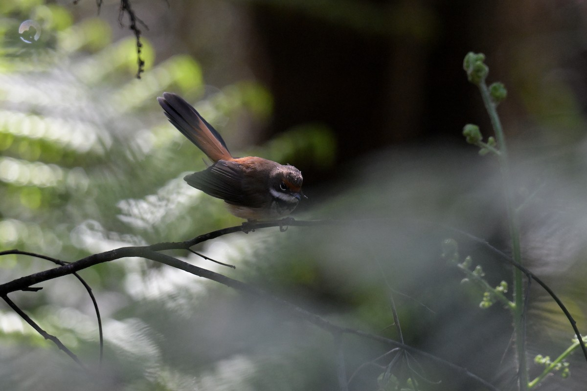 Australian Rufous Fantail - ML647269540
