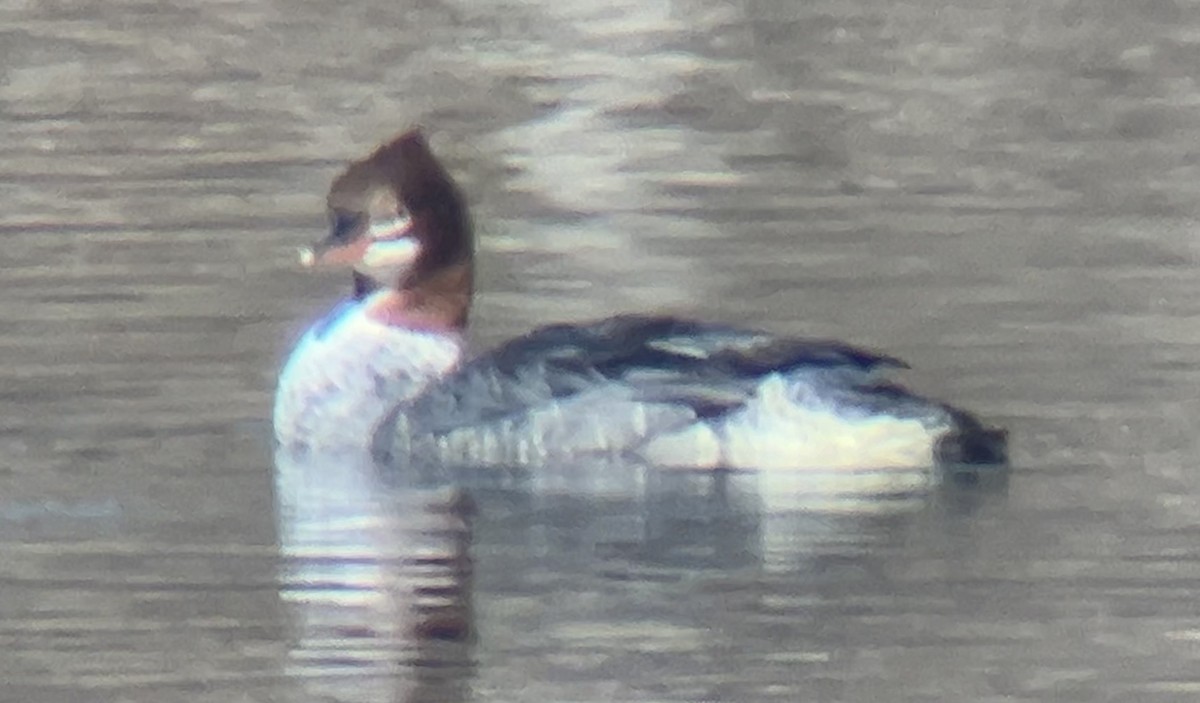 川秋沙 - ML647269541