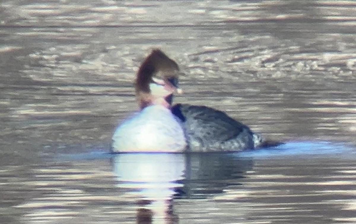 川秋沙 - ML647269542