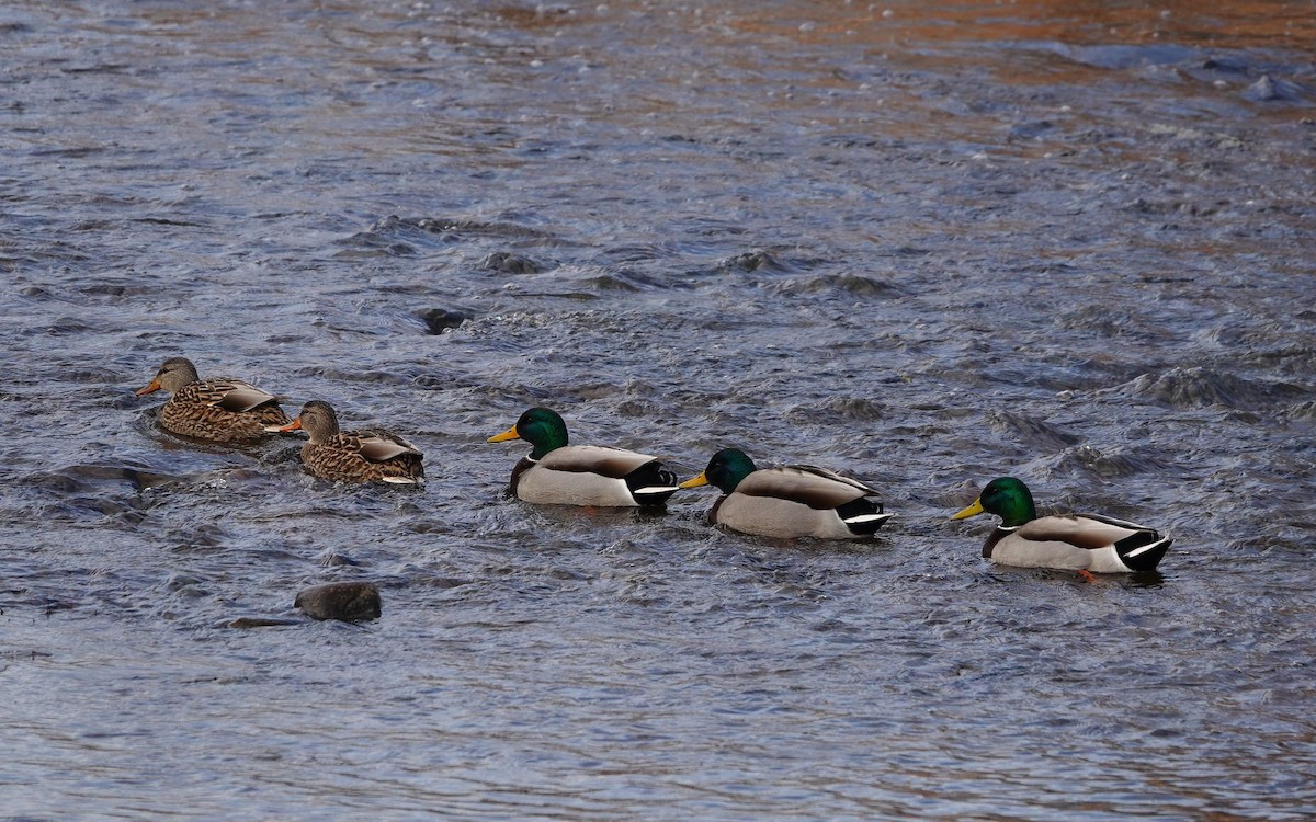 綠頭鴨 - ML647269543