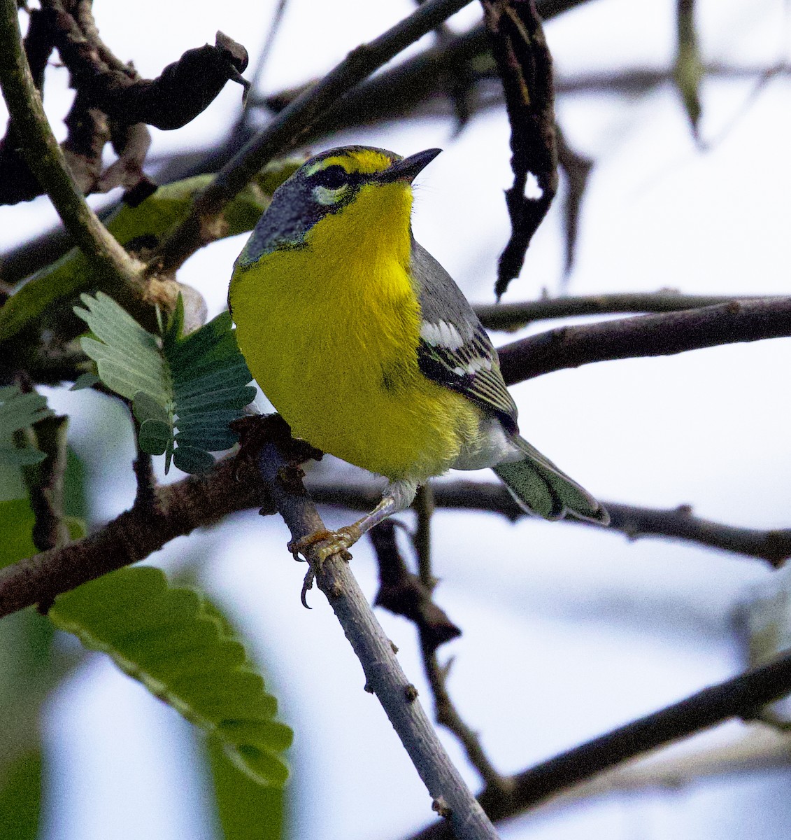 Adelaide's Warbler - ML647269549