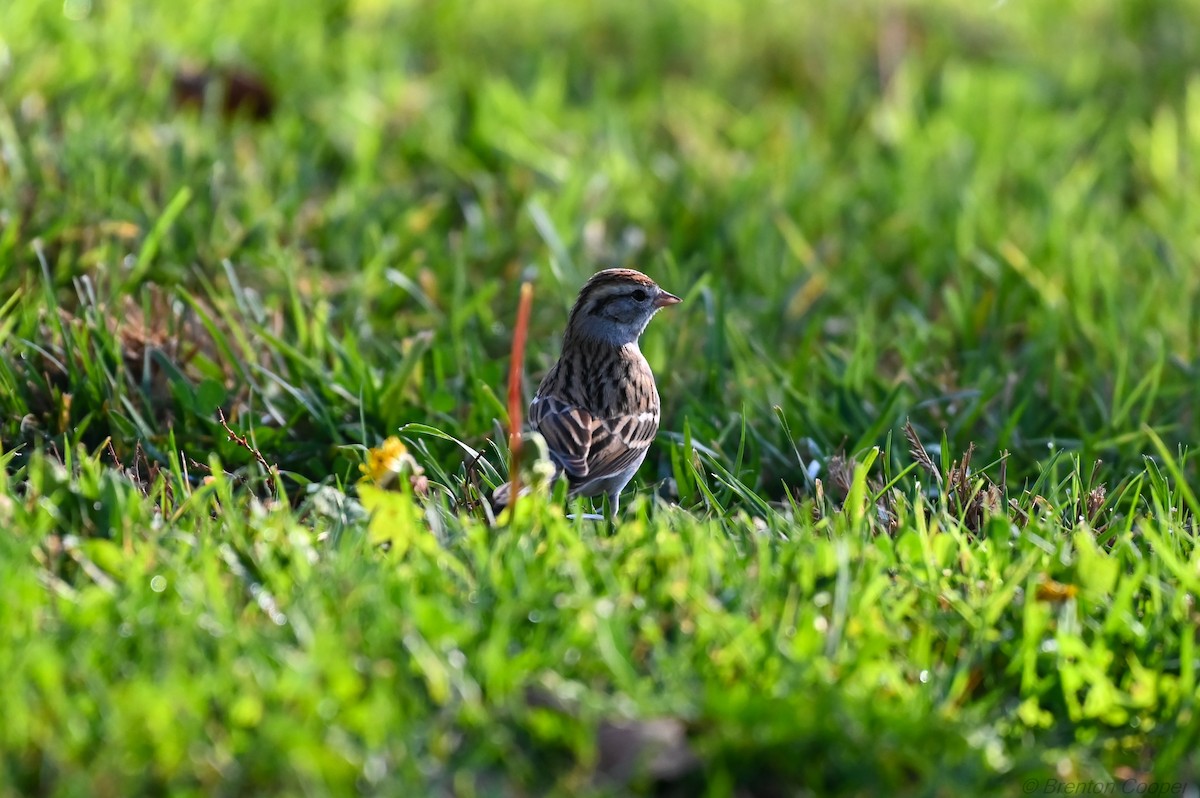 Lark Sparrow - ML647269550