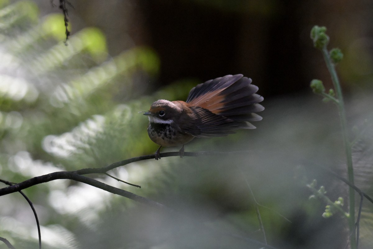 Australian Rufous Fantail - ML647269558