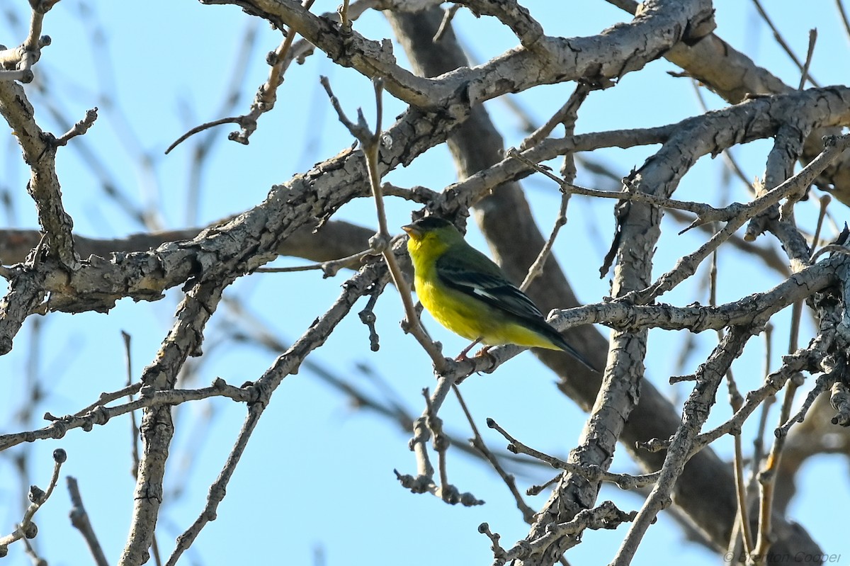 Lesser Goldfinch - ML647269561