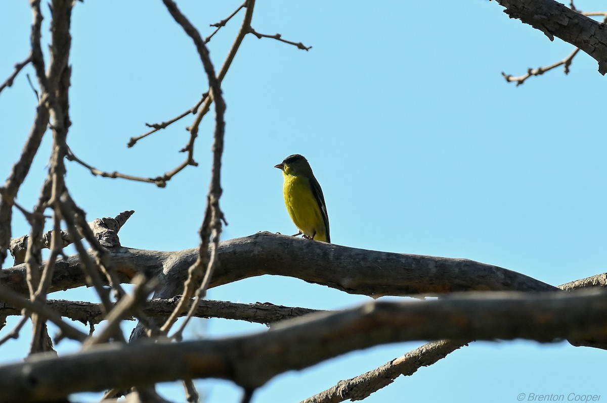 Lesser Goldfinch - ML647269562