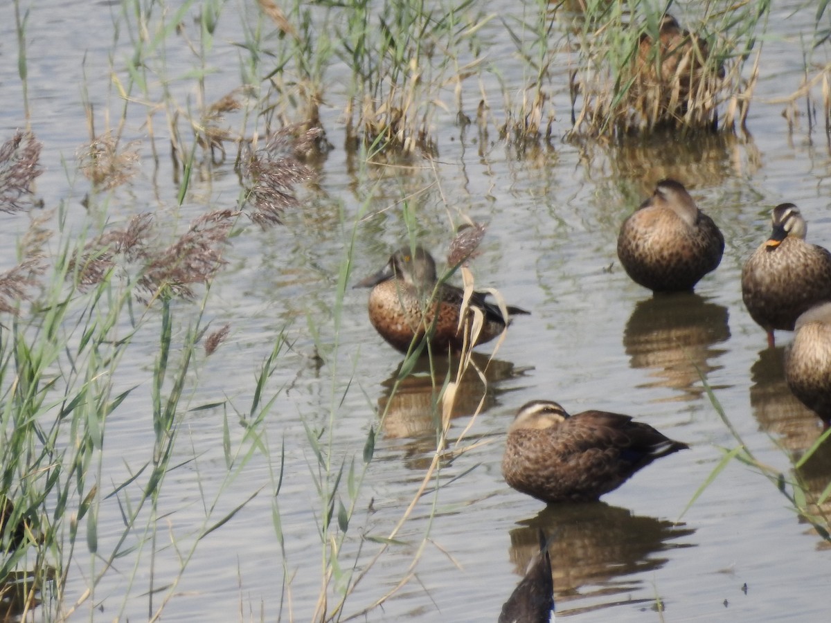 琵嘴鴨 - ML647269563