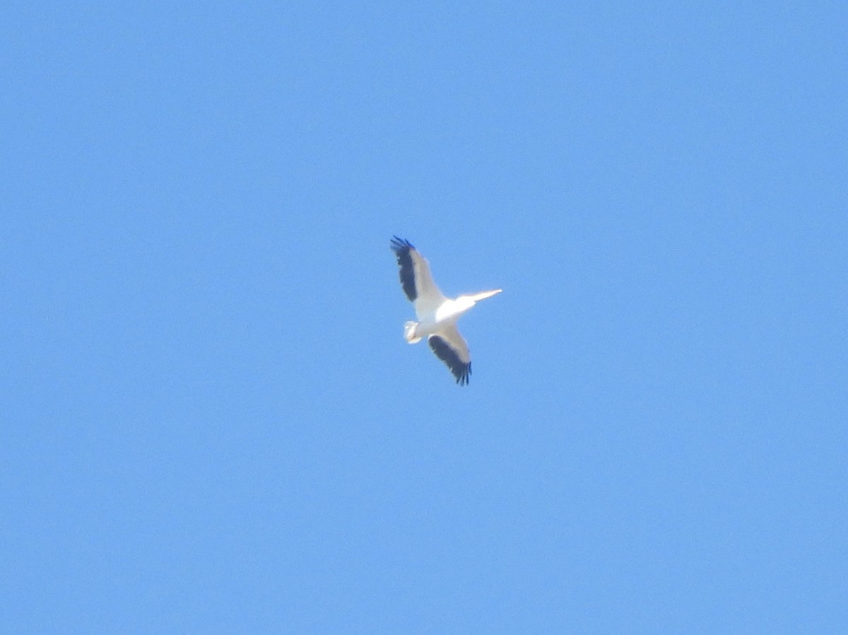 American White Pelican - ML647269564