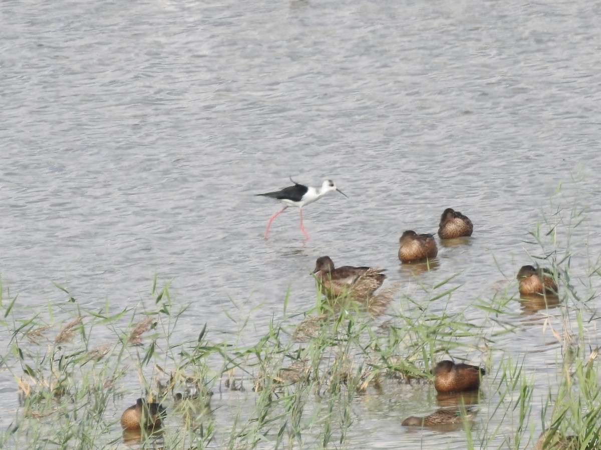 Black-winged Stilt - ML647269566