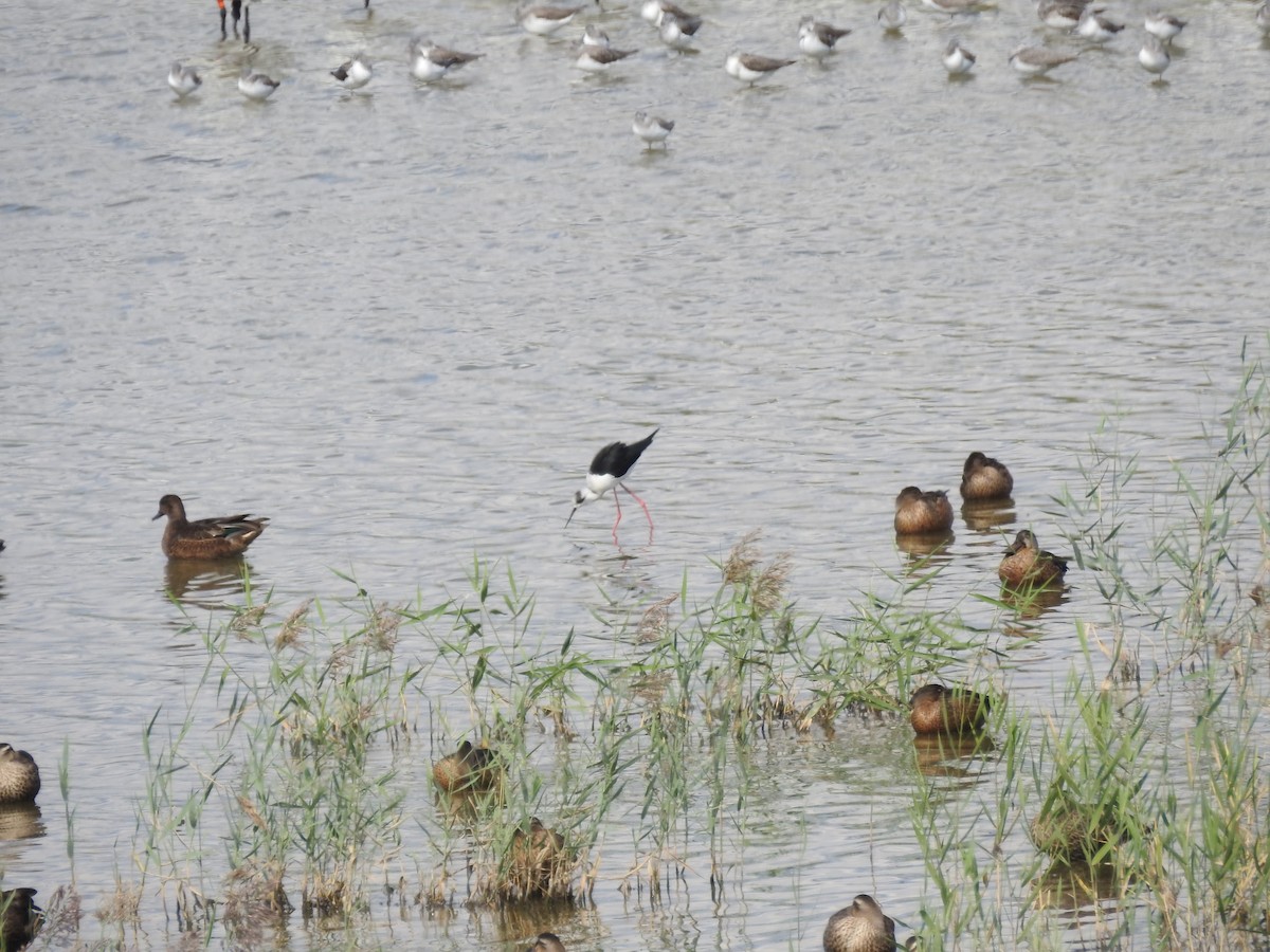 Black-winged Stilt - ML647269569