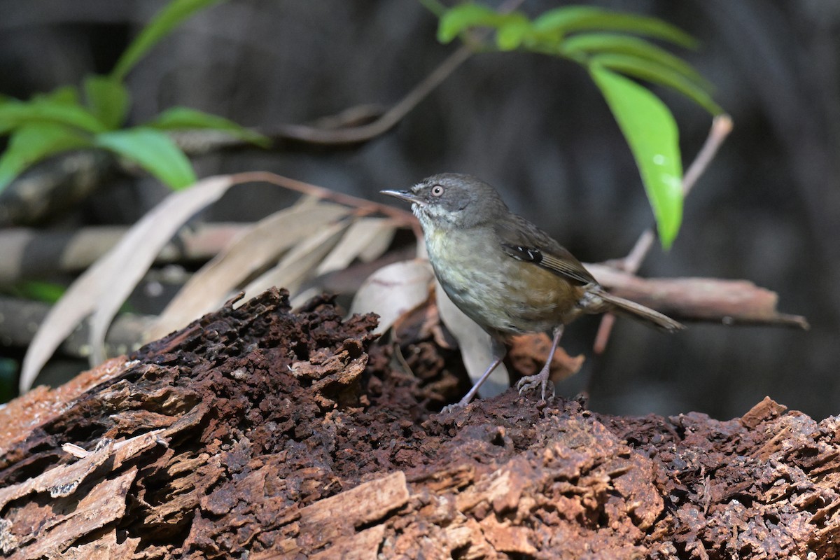 White-browed Scrubwren - ML647269571