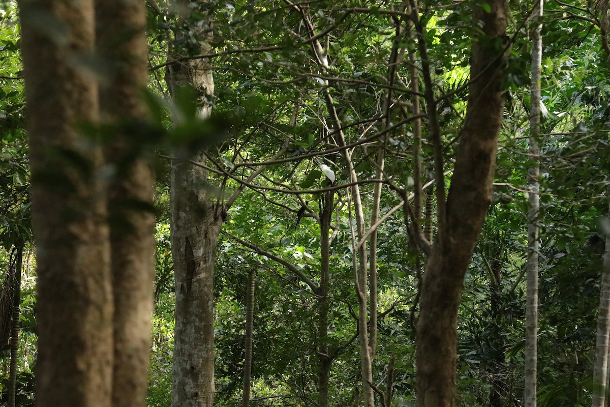 冠郭公 - ML647269575