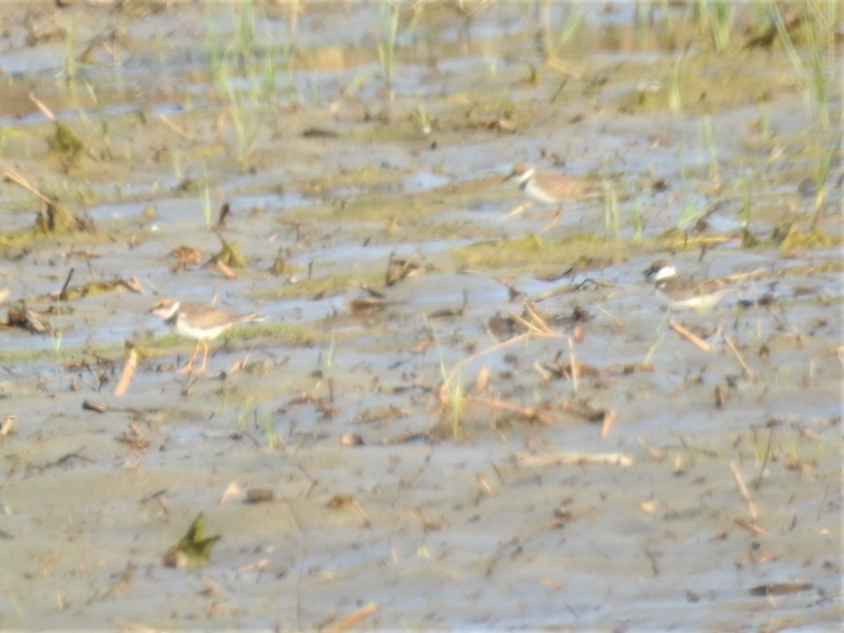 Long-billed Plover - ML647269576