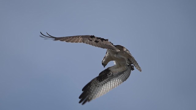 שלך - ML647269582