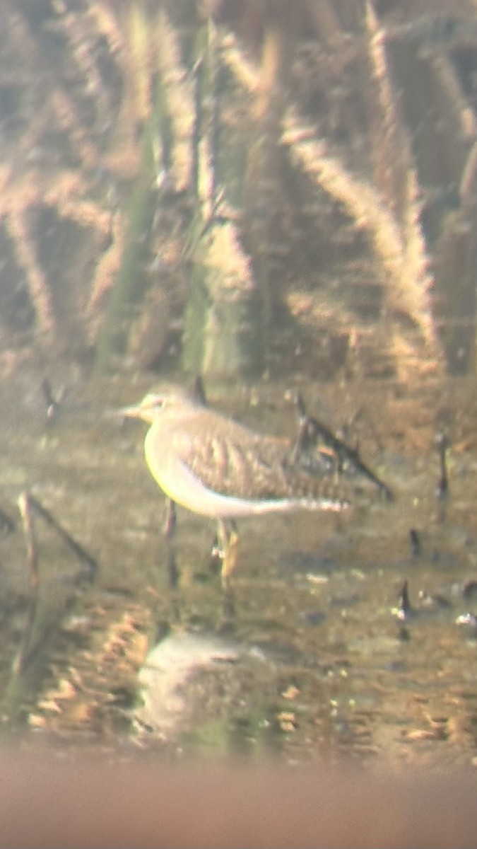 タカブシギ - ML647269583