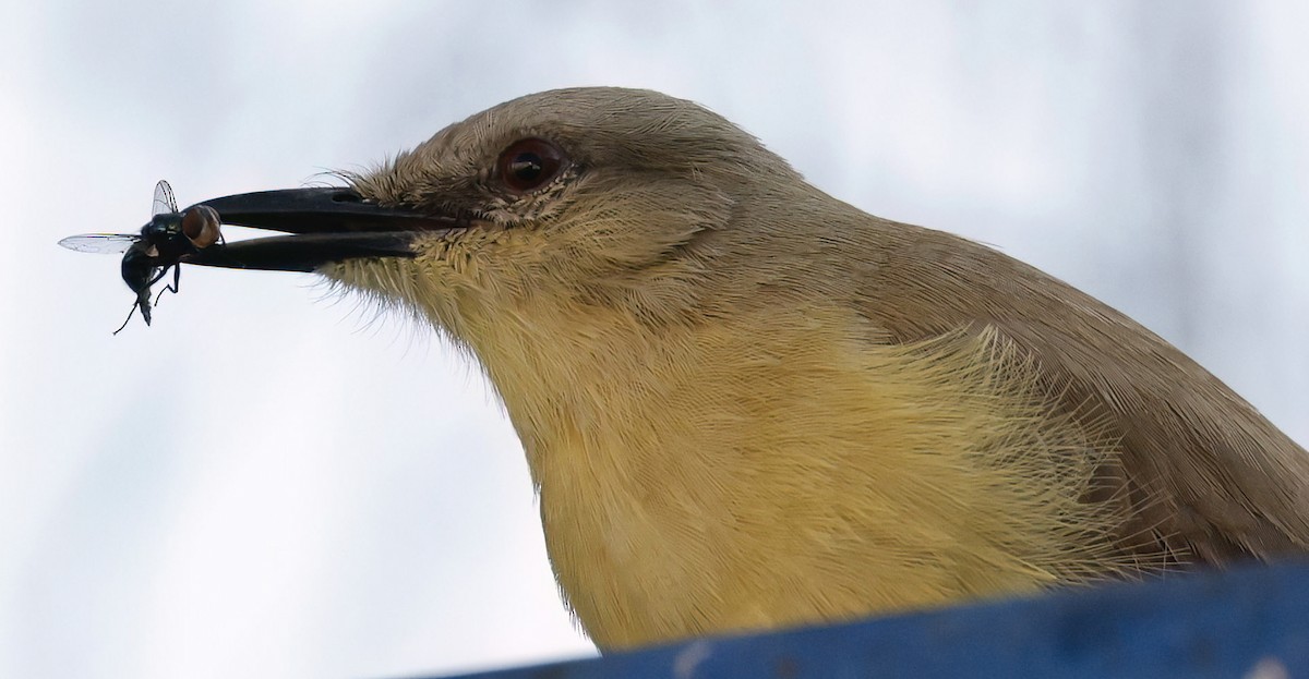 Cattle Tyrant - ML647269585