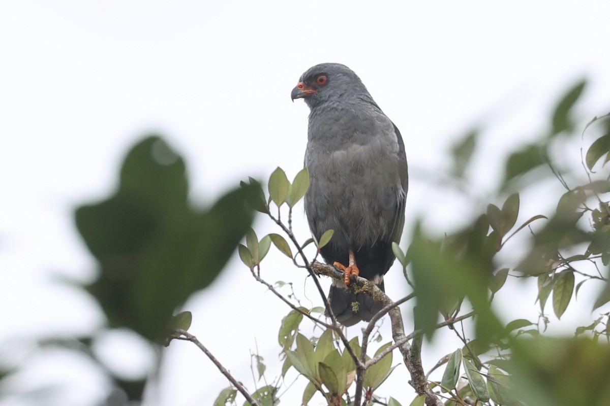 Plumbeous Hawk - ML647269601