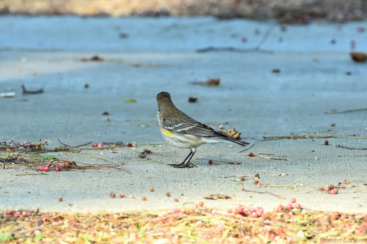 Yellow-rumped Warbler - ML647269602