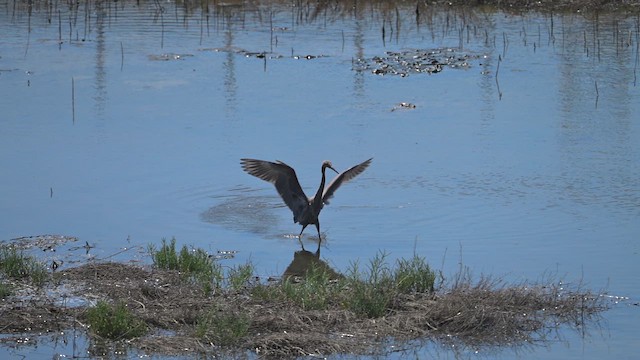 Reddish Egret - ML647269603