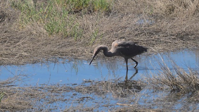Reddish Egret - ML647269604