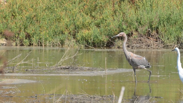 Reddish Egret - ML647269607