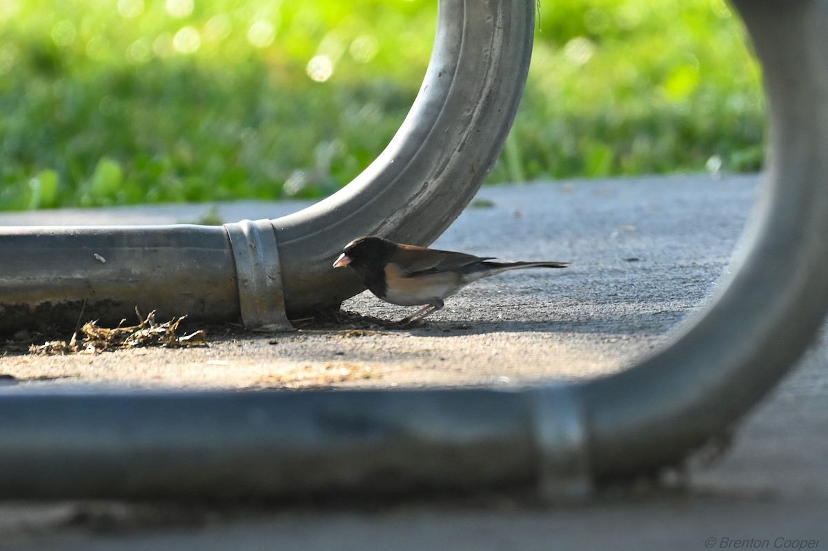 Dark-eyed Junco - ML647269609