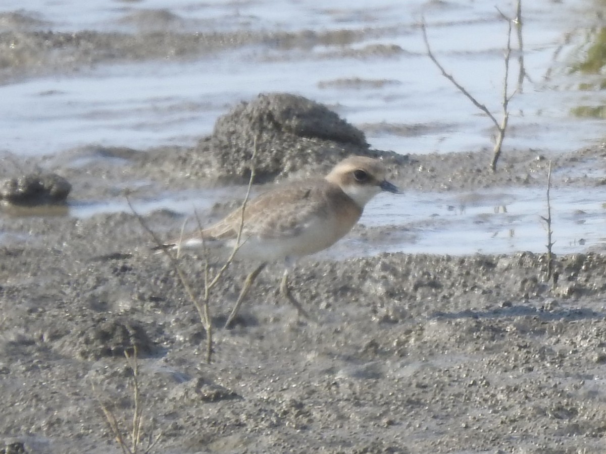 Siberian Sand-Plover - ML647269613