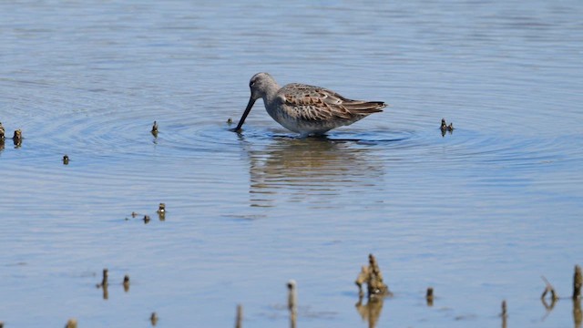 חרטומנית קצרת-מקור - ML647269615