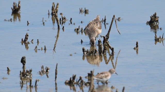 חרטומנית קצרת-מקור - ML647269616