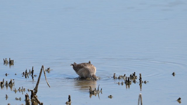 חרטומנית קצרת-מקור - ML647269617