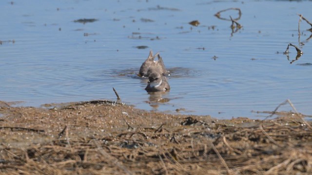 חופמי אמריקני - ML647269619