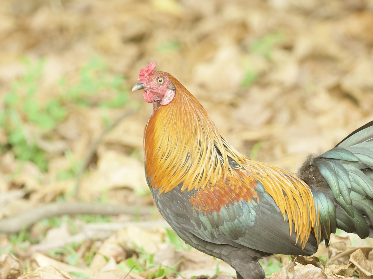 Red Junglefowl (Domestic type) - ML647269622