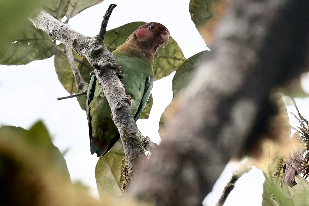 Rose-faced Parrot - ML647269623