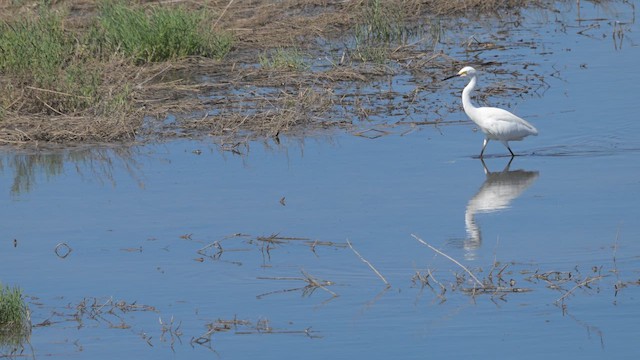 לבנית אמריקנית - ML647269624