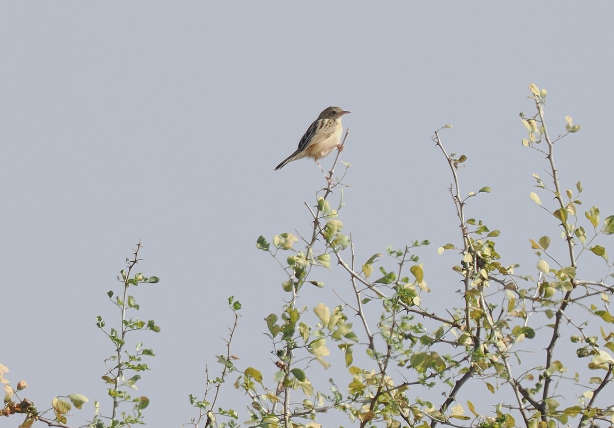 Desert Cisticola - ML647269631
