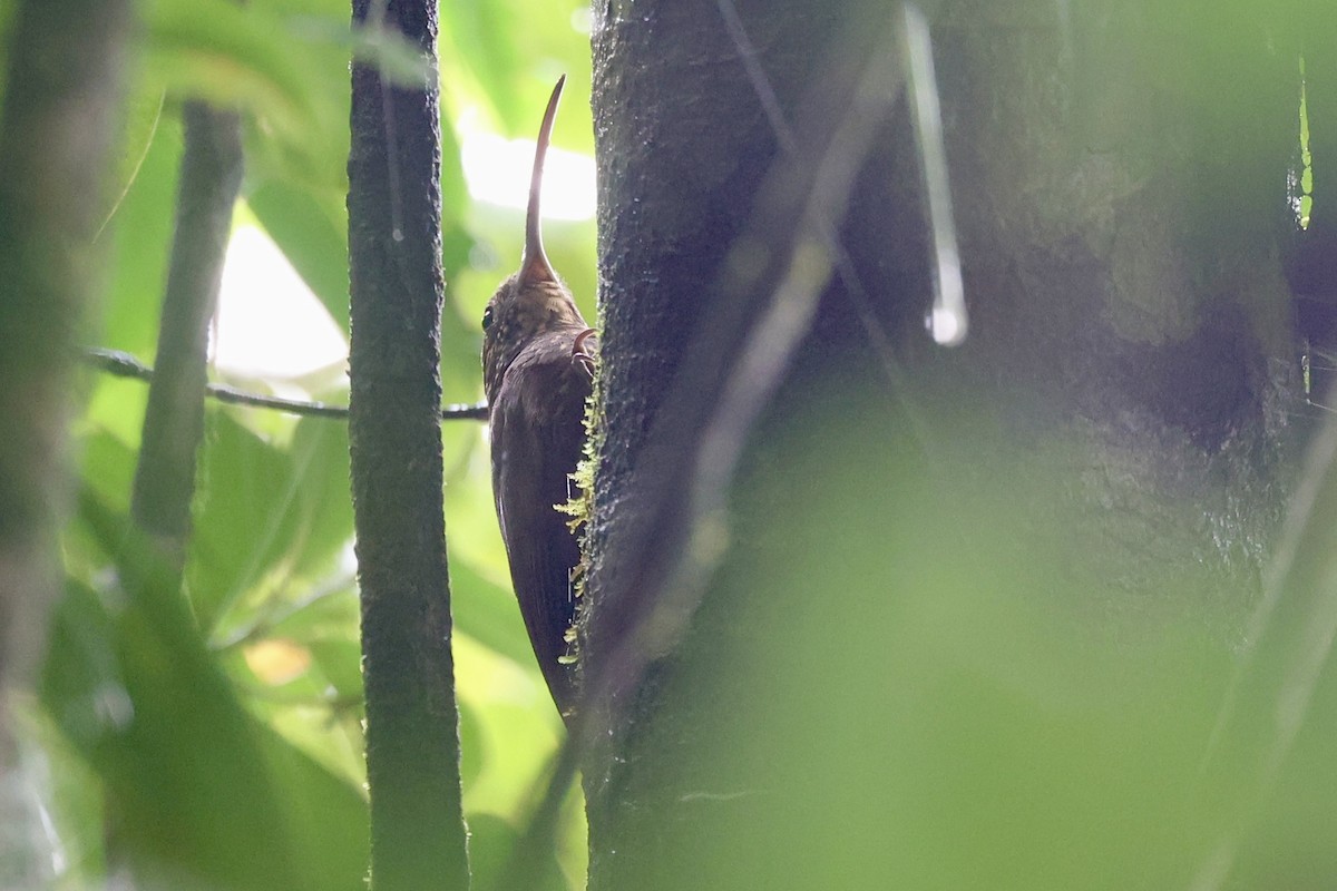 Brown-billed Scythebill - ML647269633