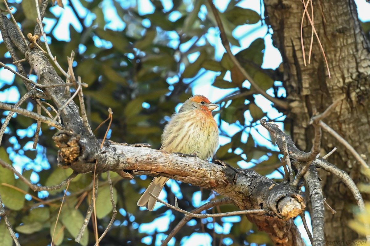 House Finch - ML647269637