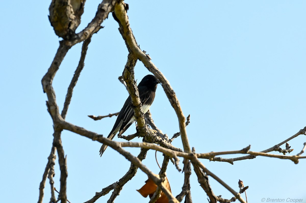 Black Phoebe - ML647269641