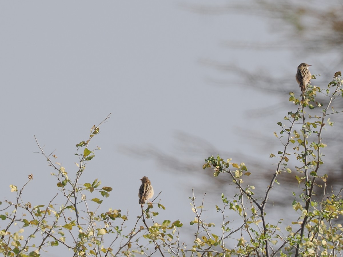 Desert Cisticola - ML647269642