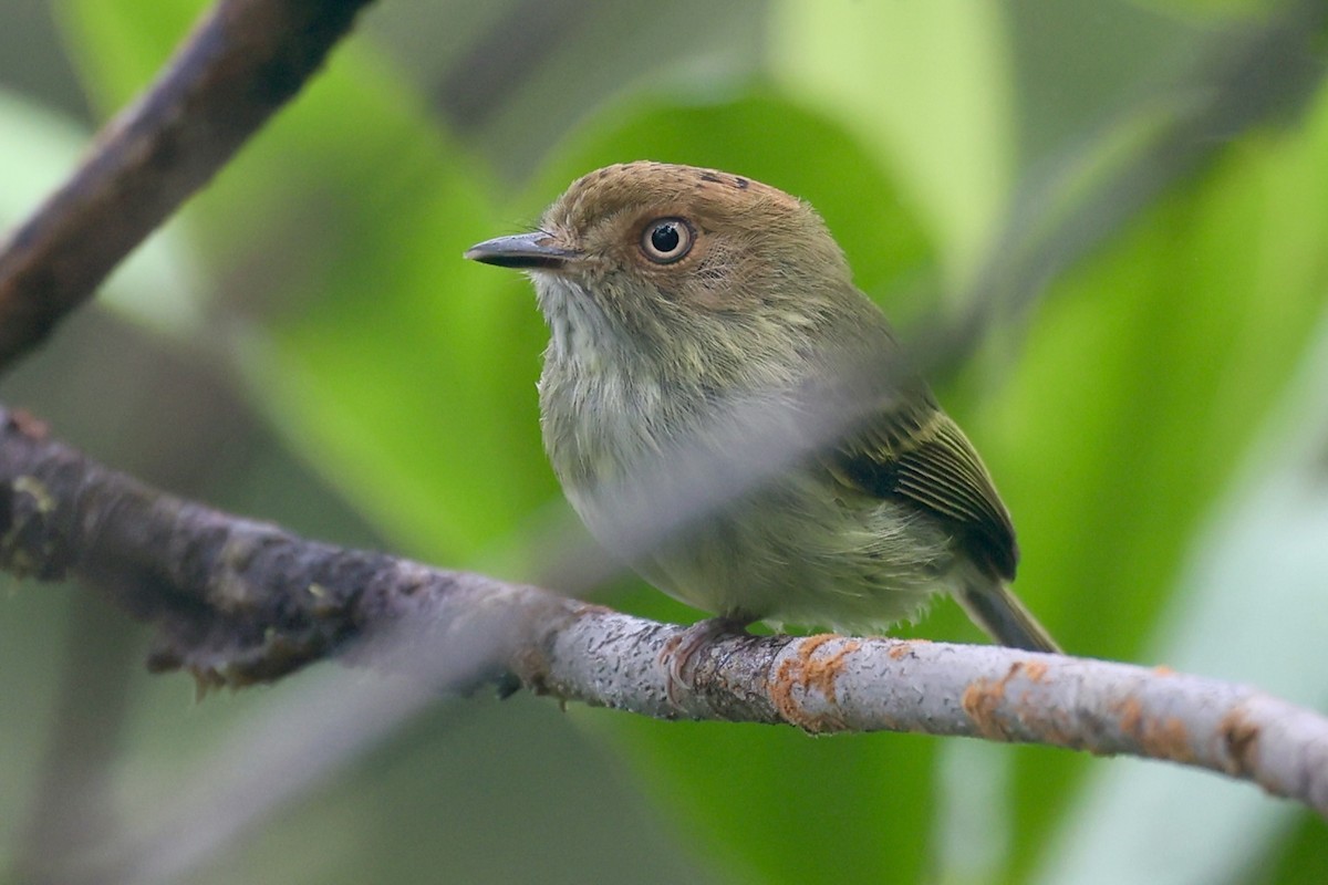 Scale-crested Pygmy-Tyrant - ML647269643