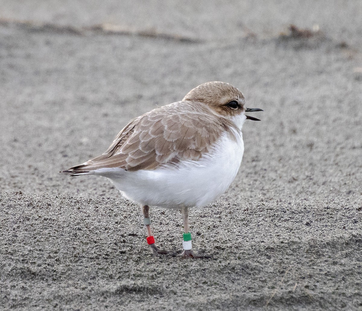 ユキチドリ - ML647269646