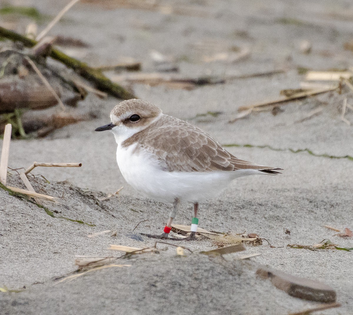 ユキチドリ - ML647269647