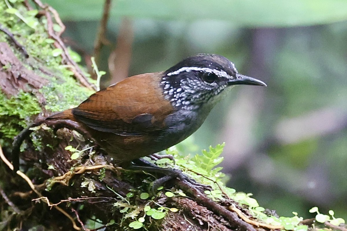 Gray-breasted Wood-Wren - ML647269648