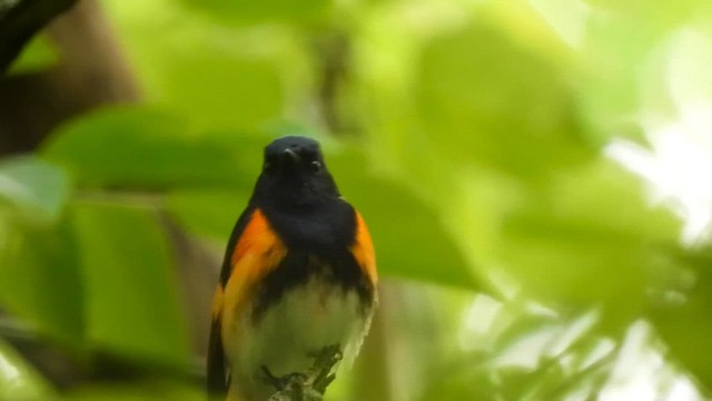 סבכון חכלילי - ML647269649