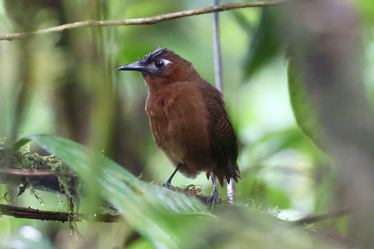 Song Wren - ML647269651