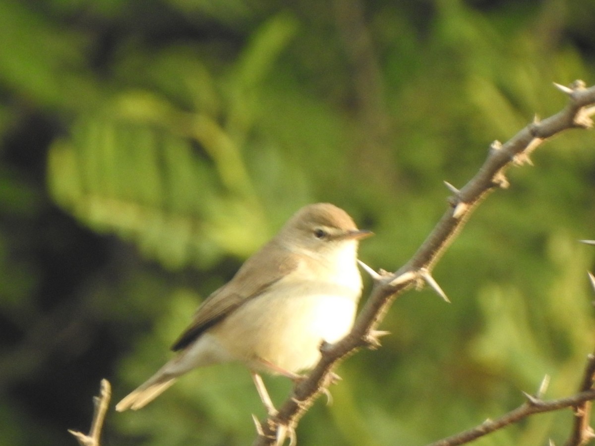 Booted Warbler - ML647269678